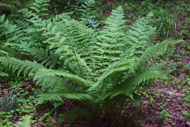 Yaz ormanında eğreltiotu çalısı