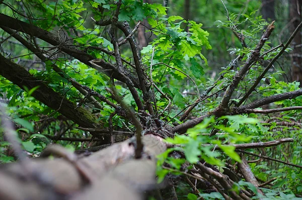 Árvore Caída Seca Floresta Verão — Fotografia de Stock