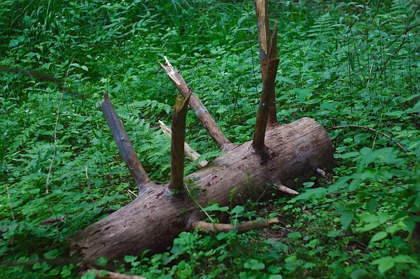 Sisa Sisa Pohon Tumbang Hutan — Stok Foto