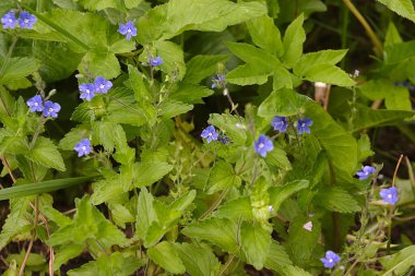 Çayırdaki yaz çiçekleri