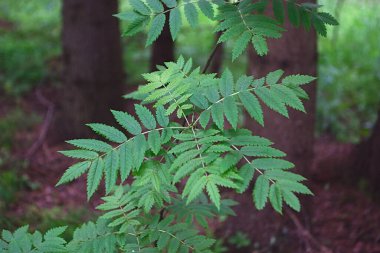 Oyulmuş yapraklı Rowan dalı