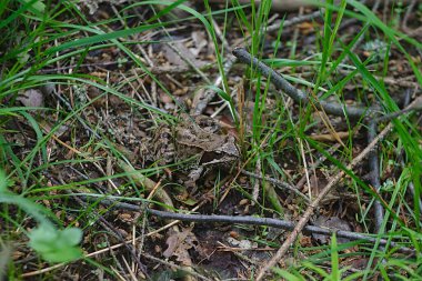 Kamuflaj ustası - çayırdaki orman kurbağası