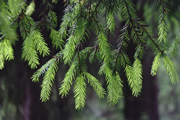 Frische Fichtensprosse Hängen Vom Baum — Stockfoto