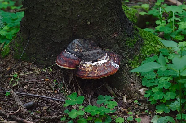 木の根元のチャガは — ストック写真