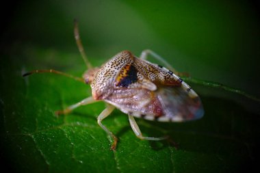 huş yaprağında orman böceği