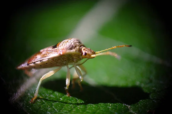 Insecte Forestier Sur Une Feuille Bouleau — Photo