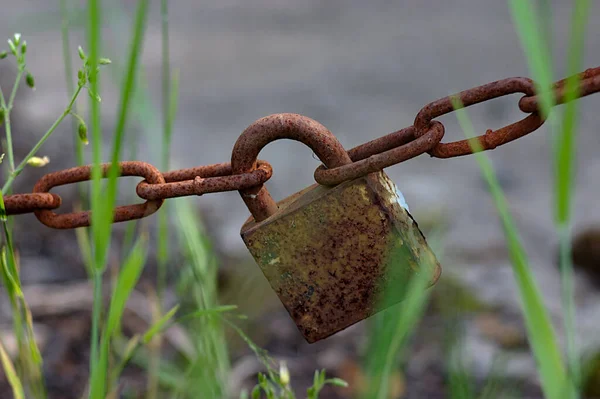 Cadena Oxidada Con Una Cerradura Hierba —  Fotos de Stock