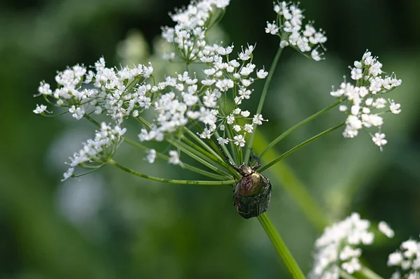 輝く緑のビートルが花の上を登り — ストック写真