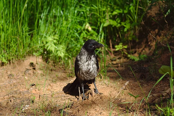 Eine Junge Krähe Sucht Auf Dem Boden Nach Nahrung — Stockfoto