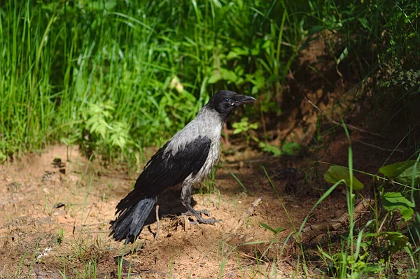 a young crow looks for food on the ground