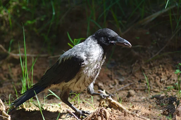 Een Jonge Kraai Zoekt Naar Voedsel Grond — Stockfoto