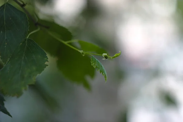 Rama Abedul Verde Joven — Foto de Stock