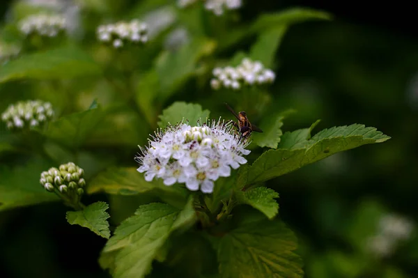 Insekt Vit Blomställning — Stockfoto