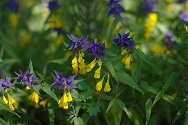 Flores Azul Amarelas Melampyrum Nemorosum — Fotografia de Stock