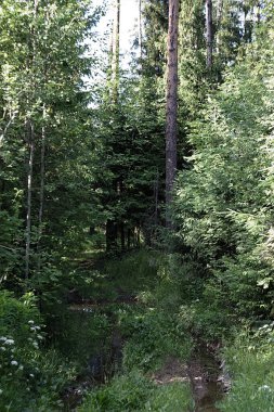 Ormana giden bir yol.