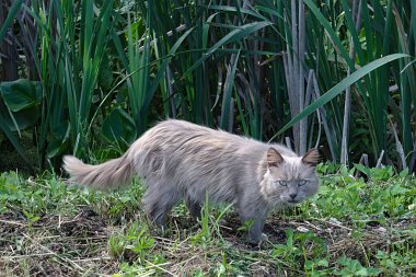 Dere kıyısında başıboş bir kedi.