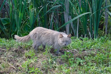 Dere kıyısında başıboş bir kedi.