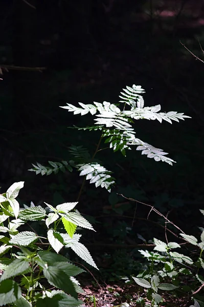 Uma Jovem Árvore Rowan Uma Floresta Sombria — Fotografia de Stock