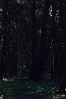 Eski karanlık ladin ormanı bir yaz sabahı