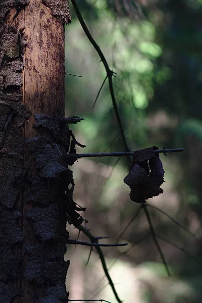 森の乾燥したトウヒの幹の一部は — ストック写真