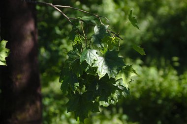 Eski bir akçaağacın lüks bir dalı.