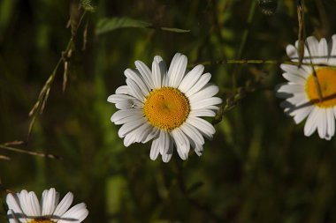 Çiçekli papatyalar yeşil çimlerde