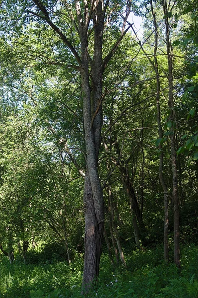 Deux Arbres Entrelacés Leurs Troncs — Photo