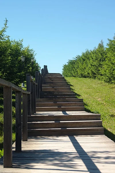 Houten Treden Tussen Dennenbomen — Stockfoto