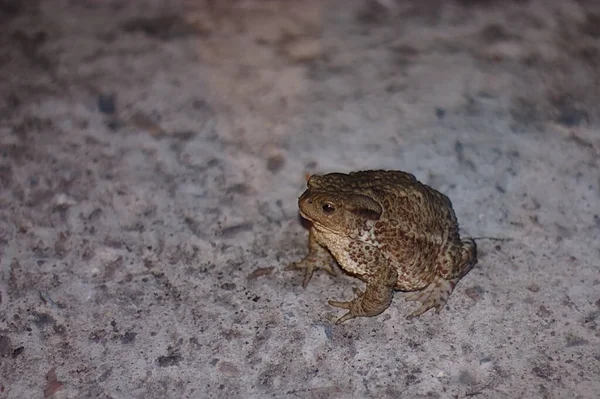 Ondergrond Asfalt Pad Avond Tuin — Stockfoto