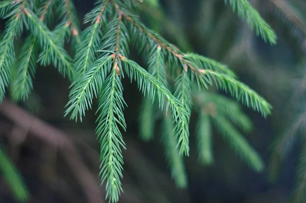 Fir Branches Hot Summer Day — Stock Photo, Image