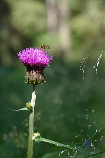 Ein Insekt Auf Einer Leuchtend Violetten Blume — Stockfoto