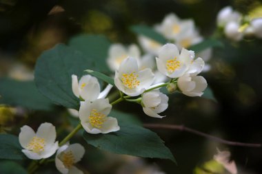 Haziranın sonlarında çiçek açan Jasmine