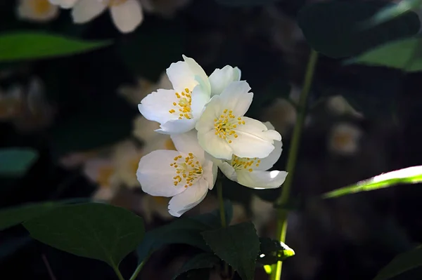 Blooming Jasmine Late June — Stock Photo, Image