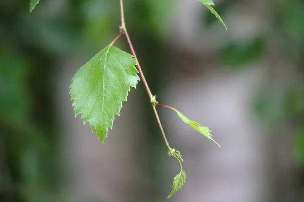 Branche Bouleau Aux Jeunes Feuilles — Photo