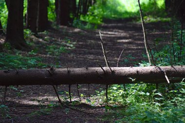 Devrilmiş bir ağaç ormanda yolu kapatmış.