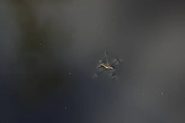 Escarabajo Patinador Acuático Superficie Del Agua —  Fotos de Stock