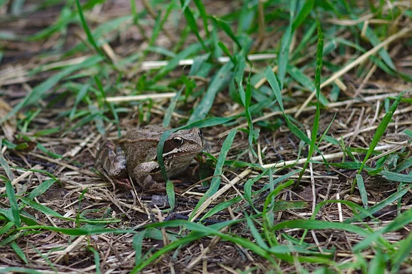 Żaba Chowa Się Rzadkiej Trawie — Zdjęcie stockowe