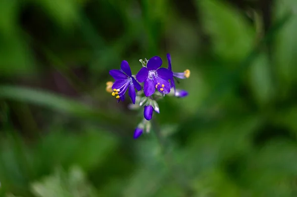 Flores Azuis Centro Moldura — Fotografia de Stock