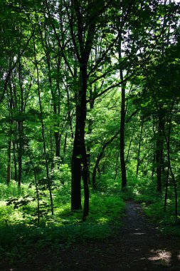 Yeşil bir yaz ormanında bir patika