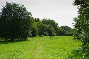 Ormanın kenarında bir patika.