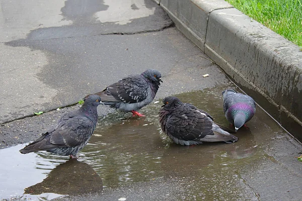 Pigeons Accroupis Baignent Dans Une Flaque — Photo