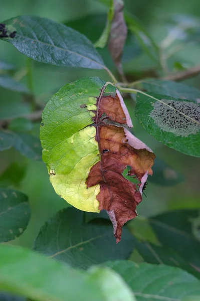 枝に葉をつけ害虫に食べられ — ストック写真