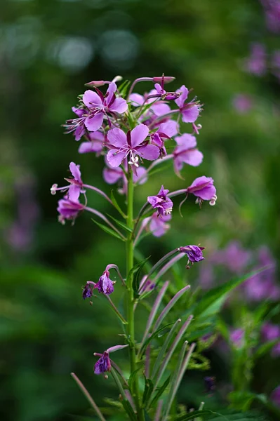 緑の芝生に紫色の花を咲かせ — ストック写真