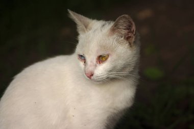 Çok renkli gözleri olan beyaz bir sokak kedisi.