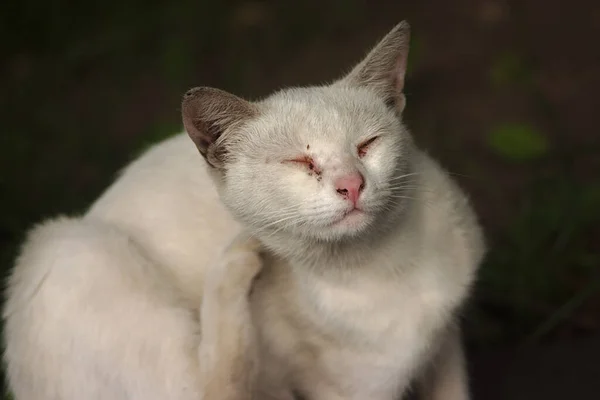 Белый Бродячий Кот Разноцветными Глазами — стоковое фото