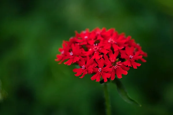 绿草中的鲜红色花序 — 图库照片