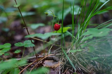 Vahşi çilekler ormanda olgunlaşmıştır.