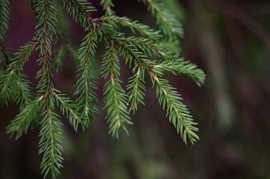 Ormandaki dikenli yeşil ladin dalı