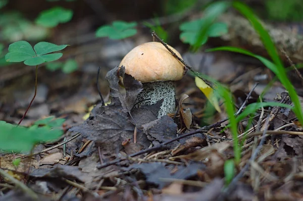 Small Aspen Mushroom Out Ground — Stock Photo, Image