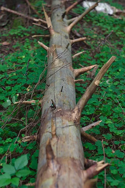 古い落ちたトウヒの幹を乾かし — ストック写真